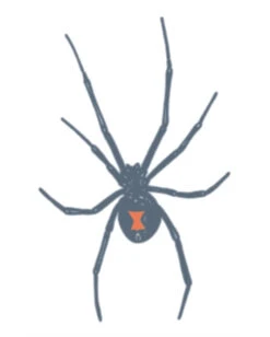 Knast Klebetattoo Schwarze Witwe