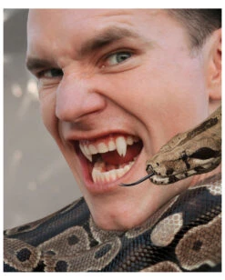 Scarecrow Viper Split Vampirzähne -Cosplay-Laden scarecrow viper split vampirzaehne vampirzaehne vampirzaehne darculazaehne 23704 04